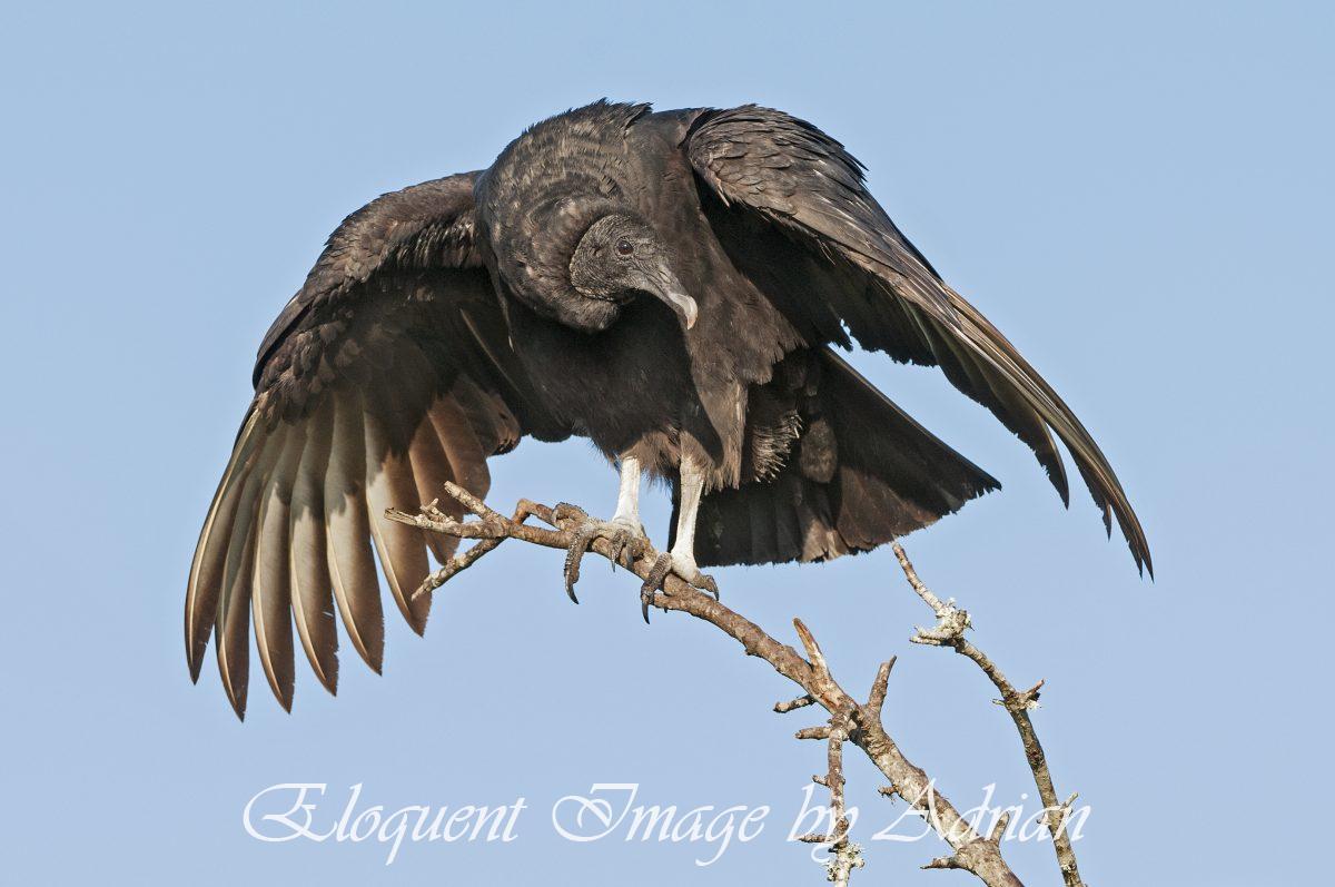 Black Vulture
