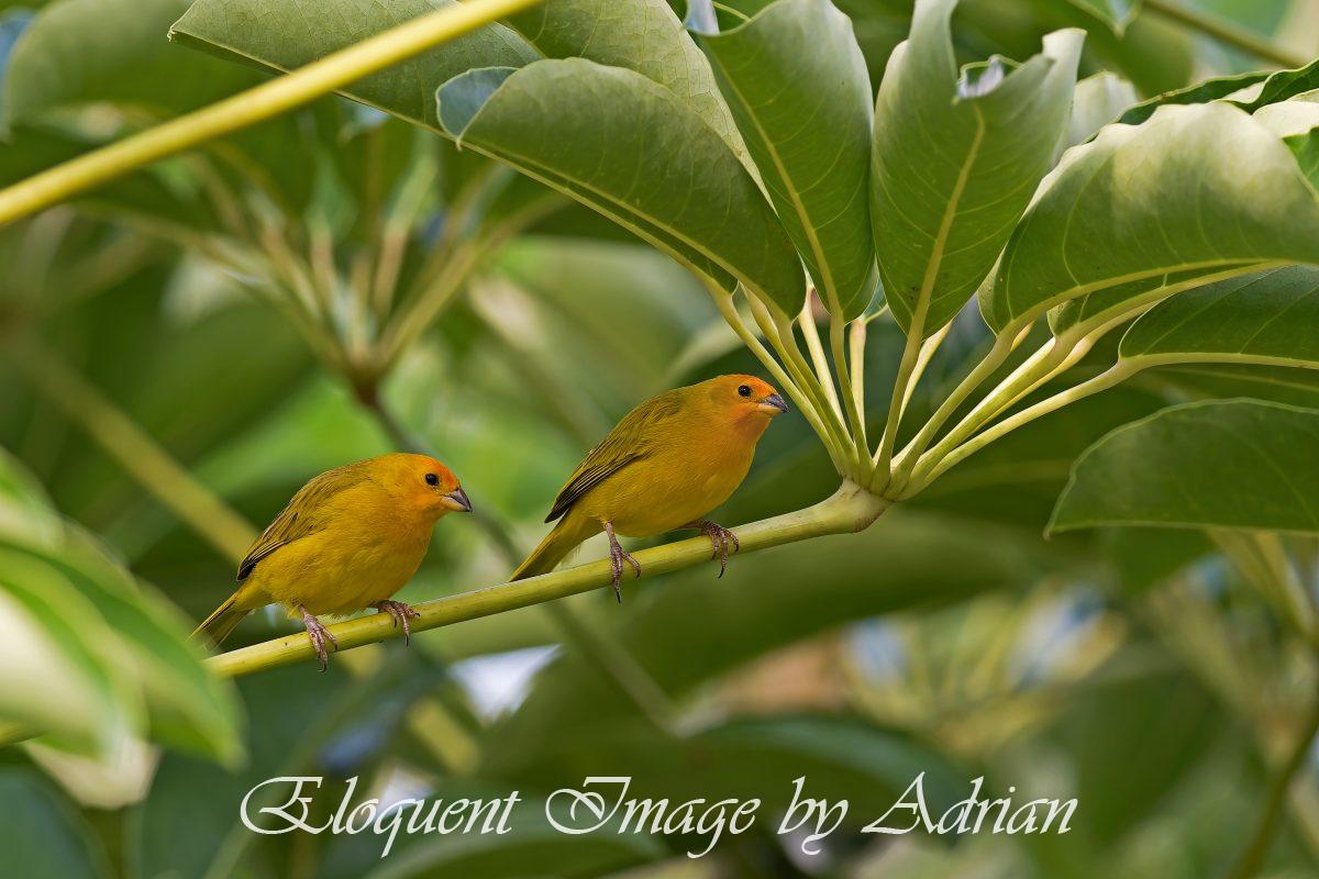 Saffron Finches
