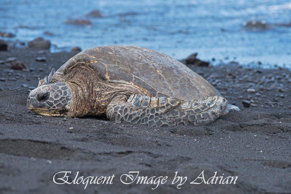 Green Turtle – Punalu’u Black Sand (HI)