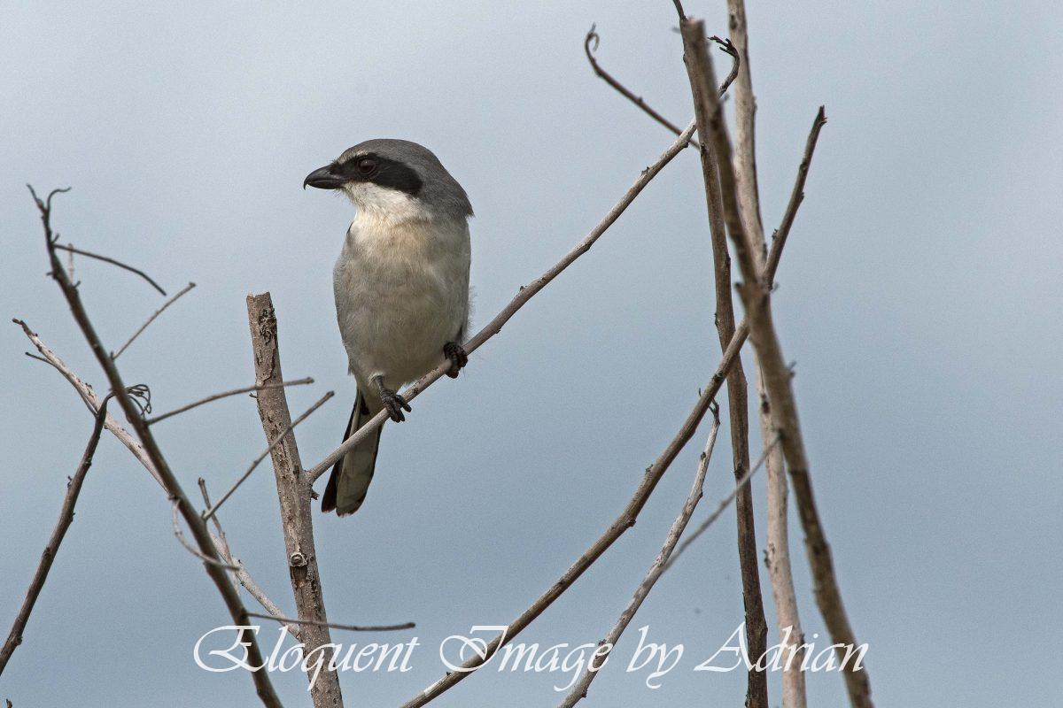 Loggerhead Shrike