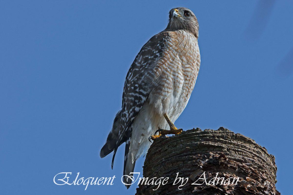 Red-shouldered Hawk