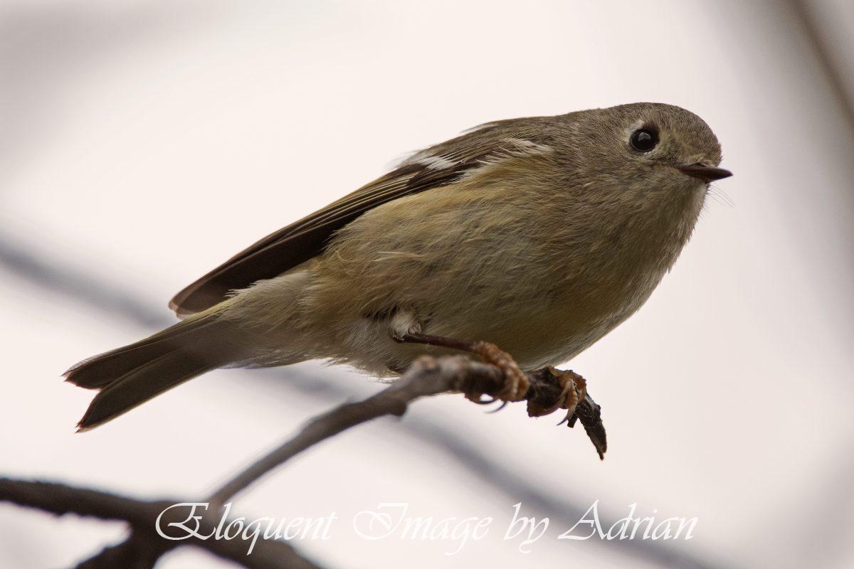 Ruby-crowned Kinglet