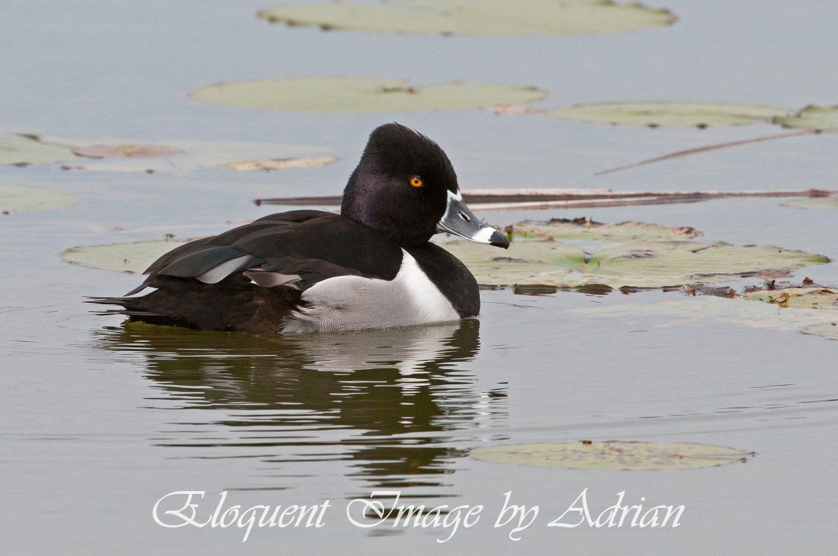 Ring-necked Duck