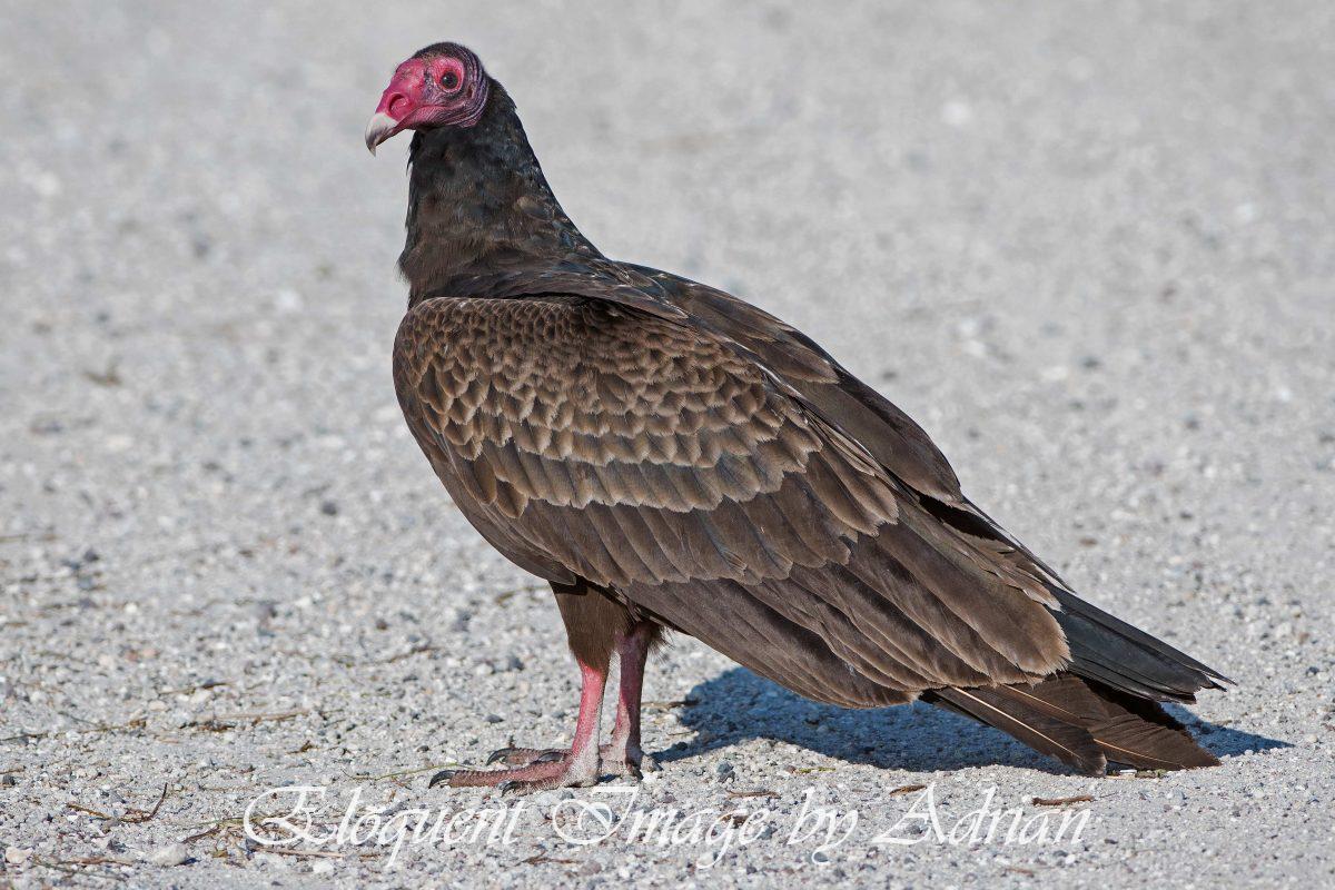 Turkey Vulture