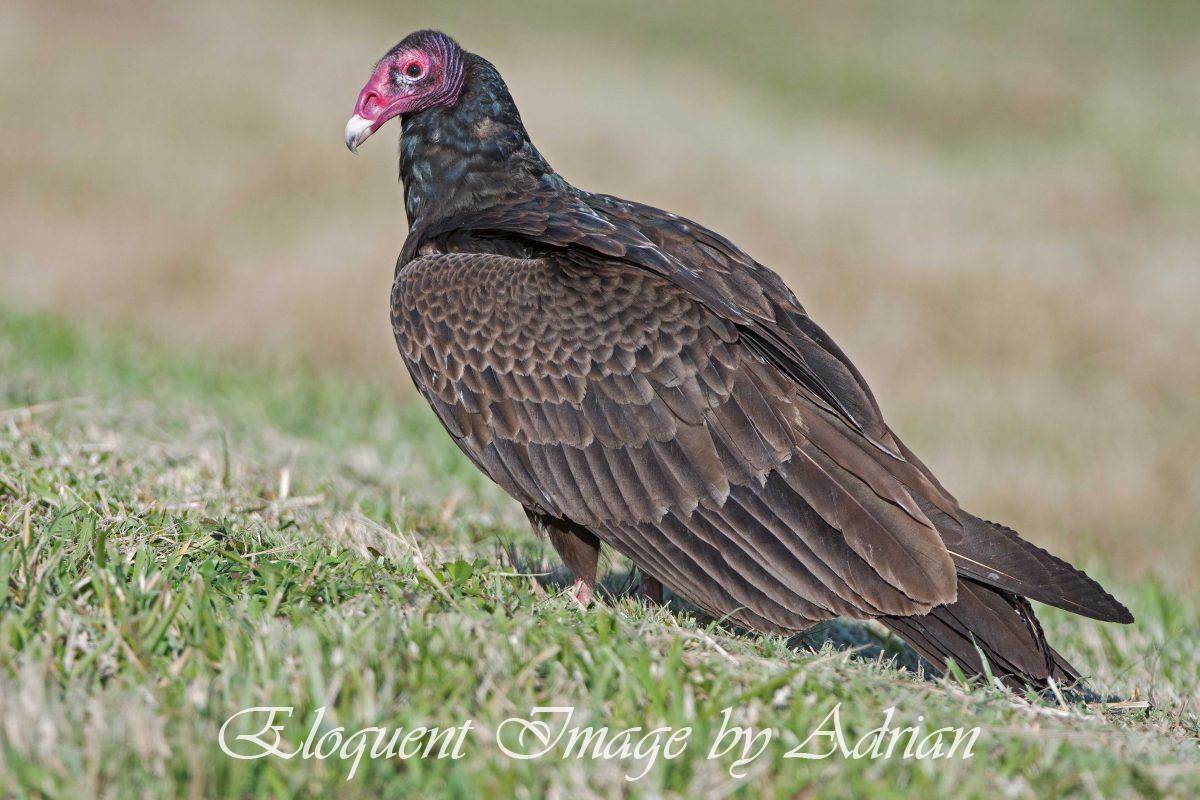 Turkey Vulture