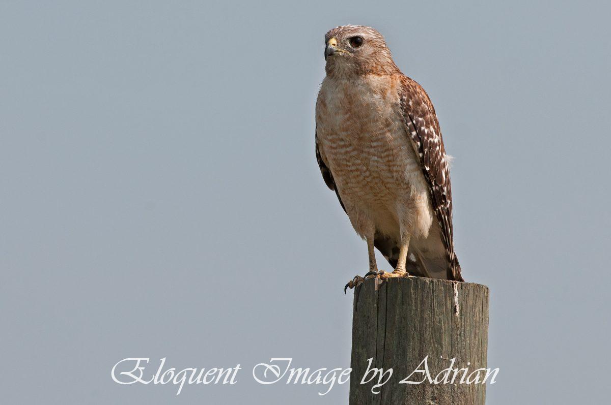 Red-shouldered Hawk