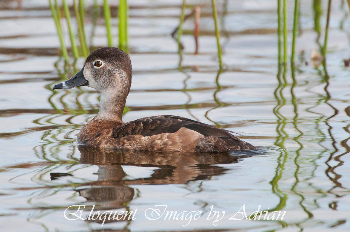 Ring-necked Duck