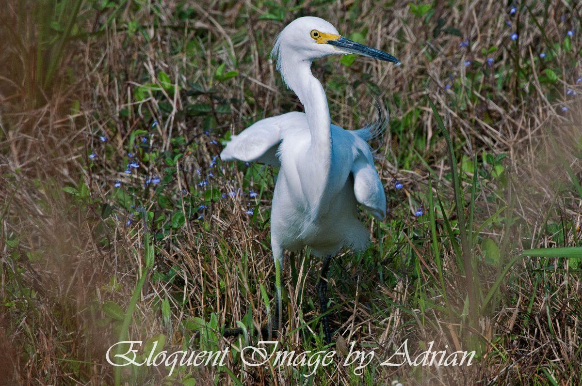Snowy Egret