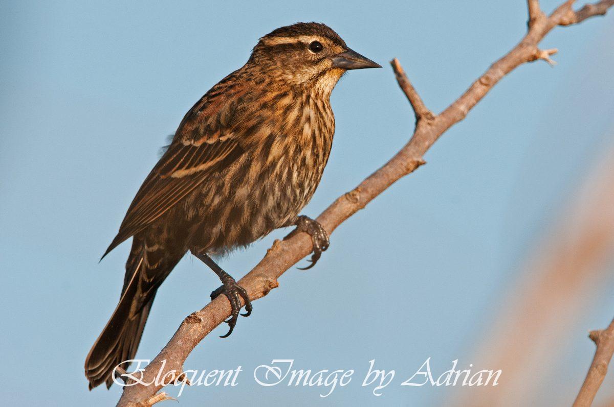 Red-winged-Blackbird (Female)