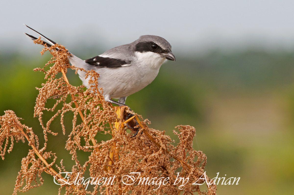 Loggerhead Shrike