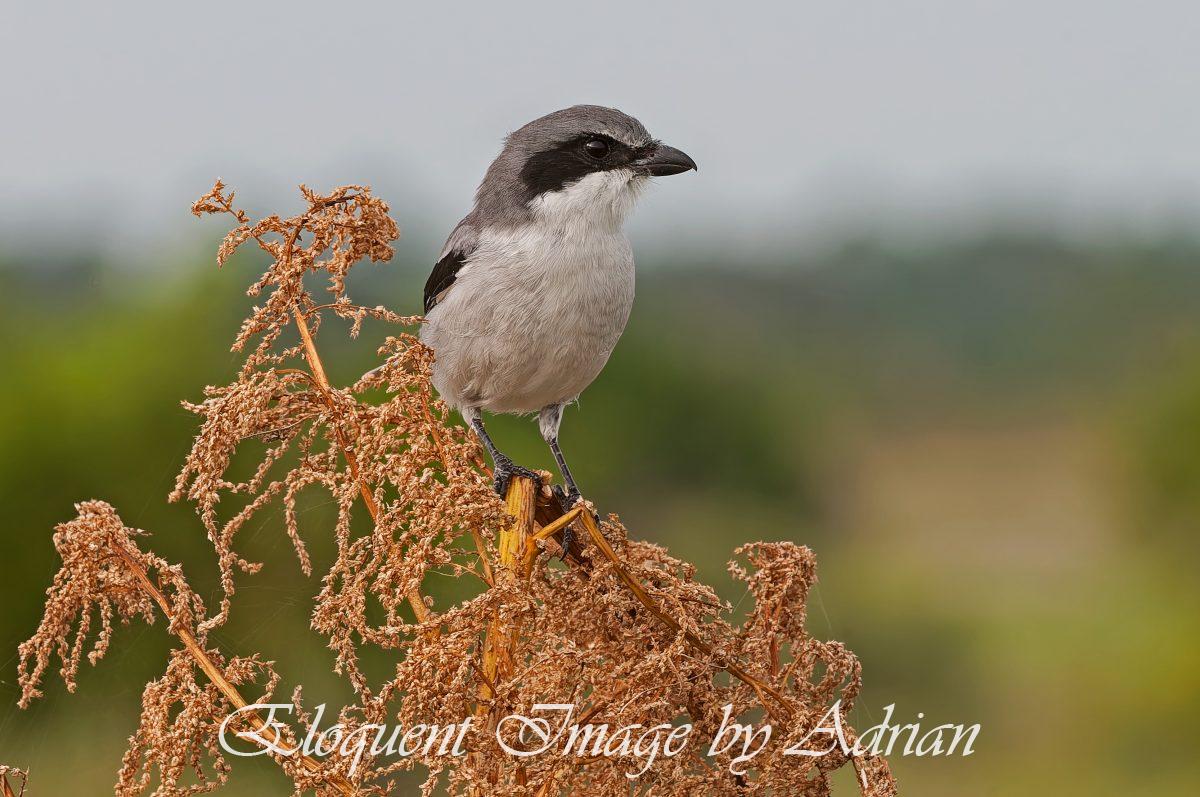 Loggerhead Shrike