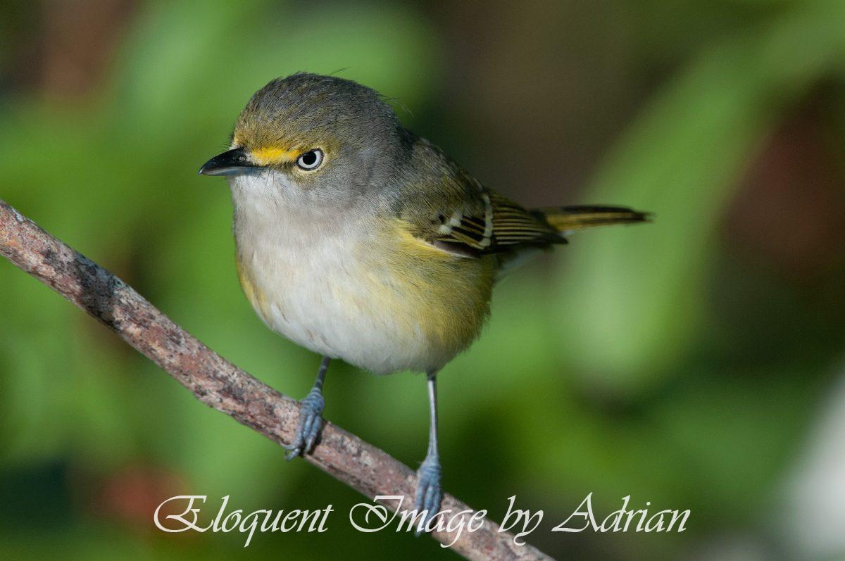 White-eyed Vireo