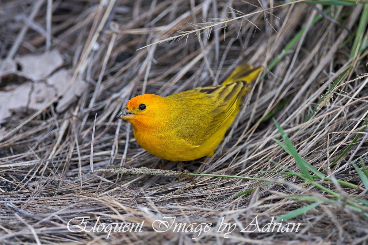 Saffron Finch