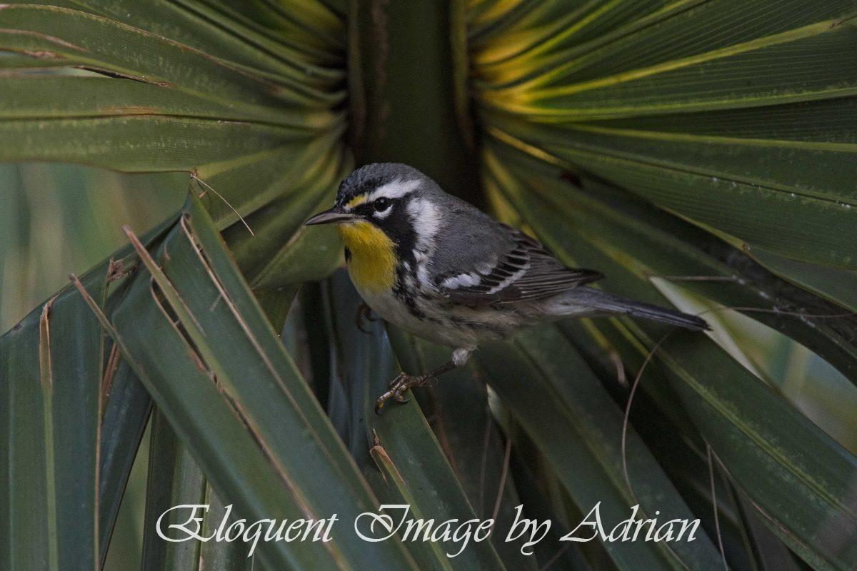Yellow-throated Warbler