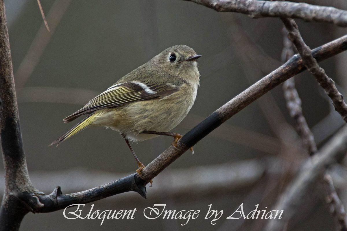 Ruby-crowned Kinglet