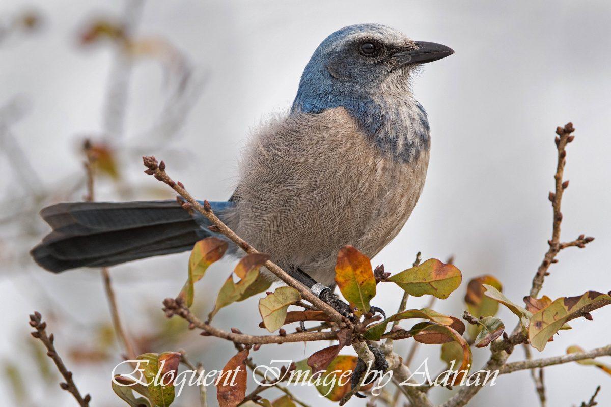 Florida Scrubjay