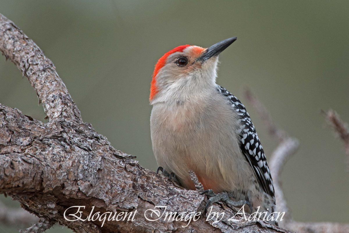 Red-bellied Woodpecker