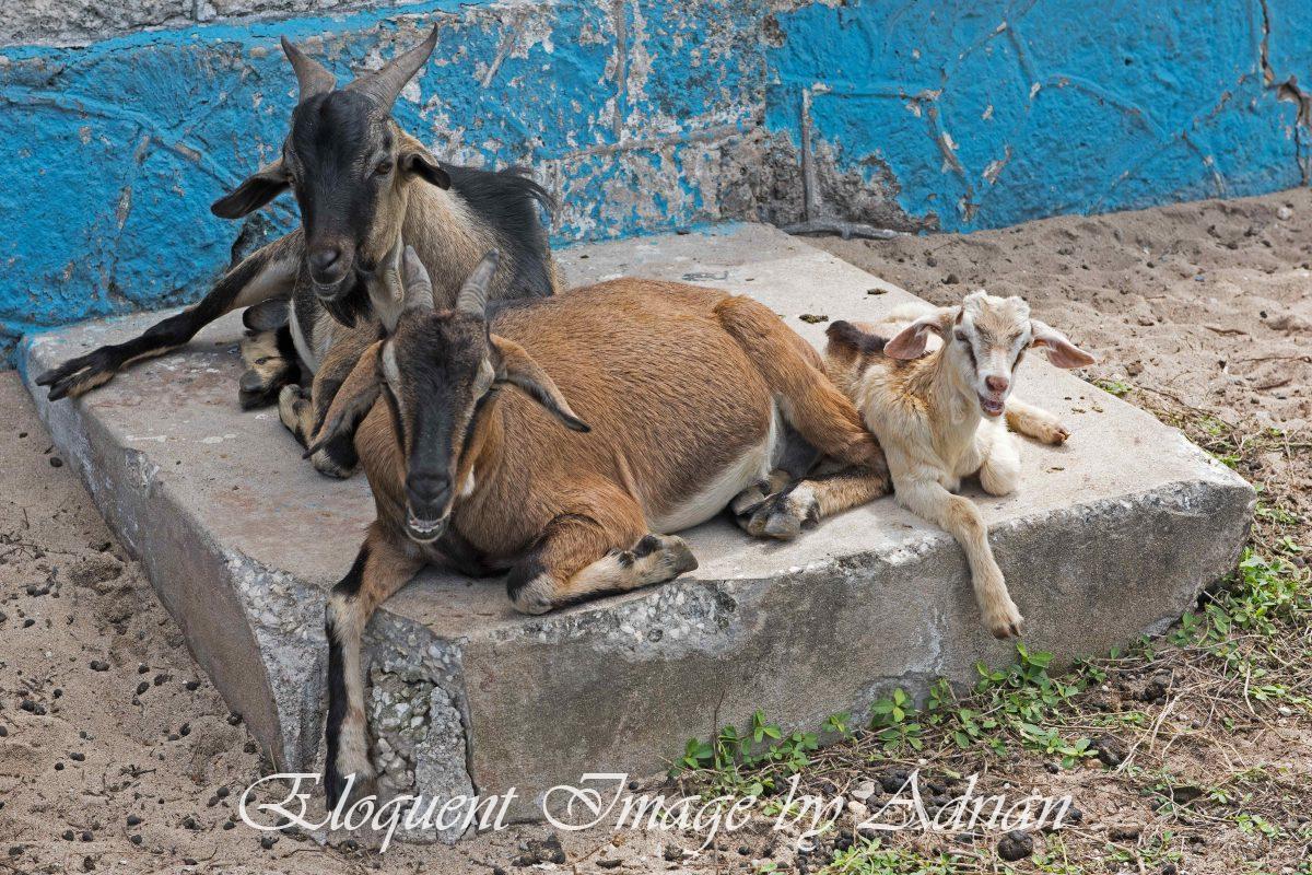 Morant Point Goats (Jamaica)