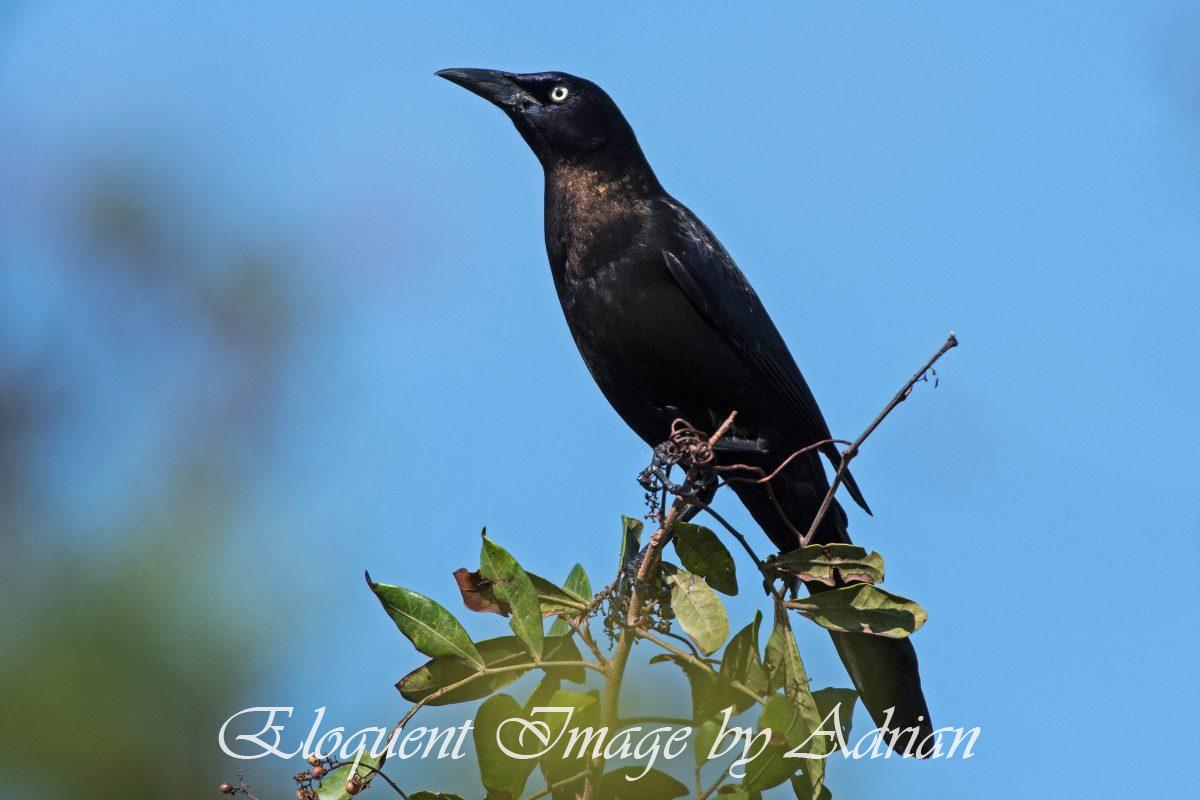 Common Grackle