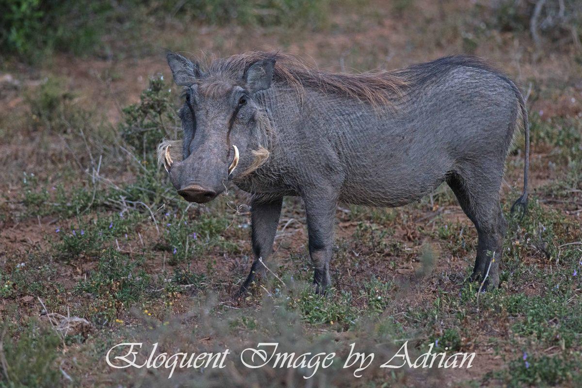 Common Warthog (South Africa)