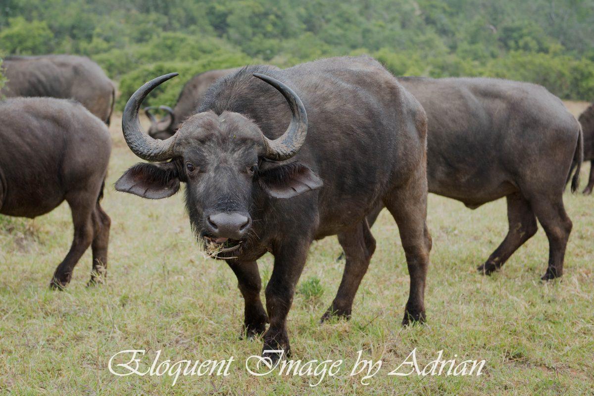 Buffaloes (South Africa)