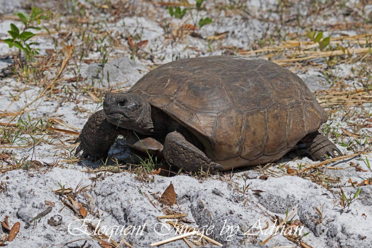 Gopher Tortoise
