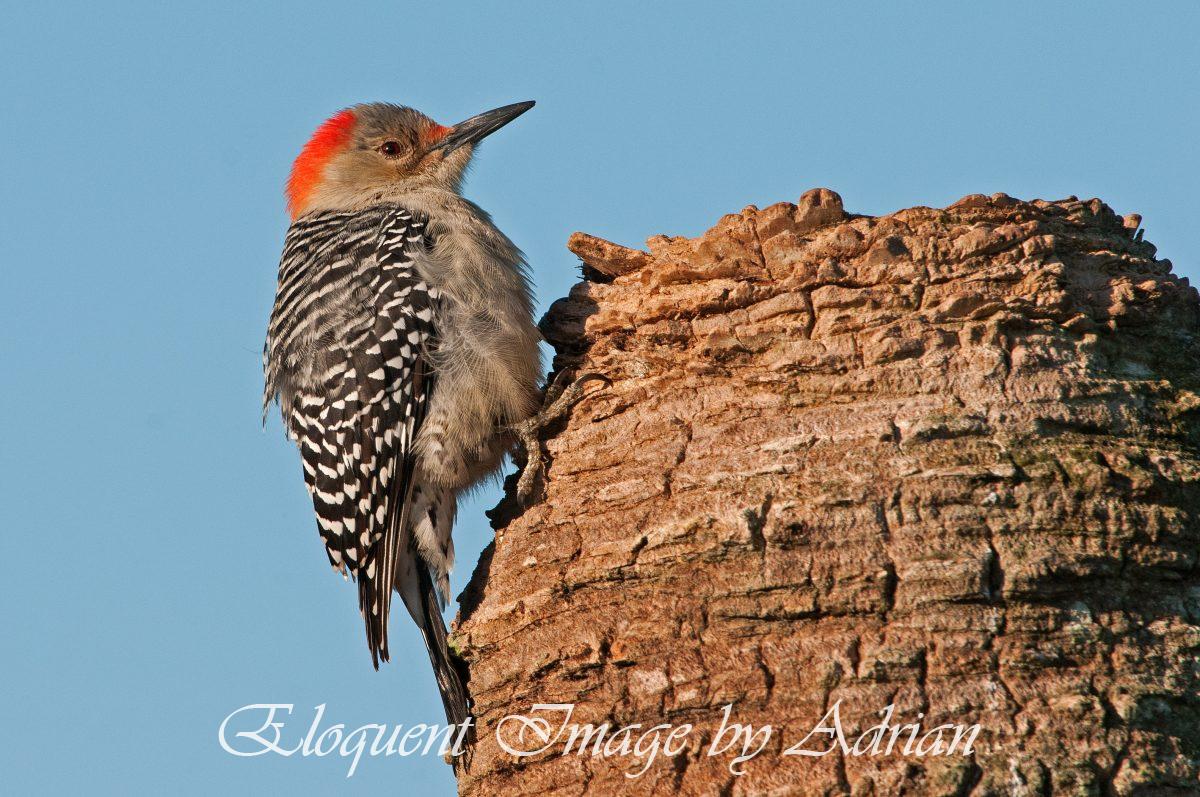 Red-bellied Woodpecker
