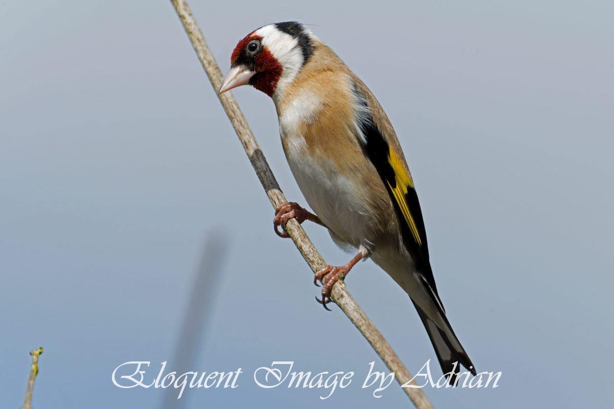 Goldfinch