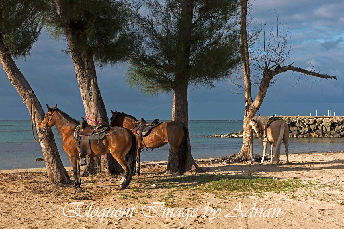 Los Kioskos de Luquillo Horses