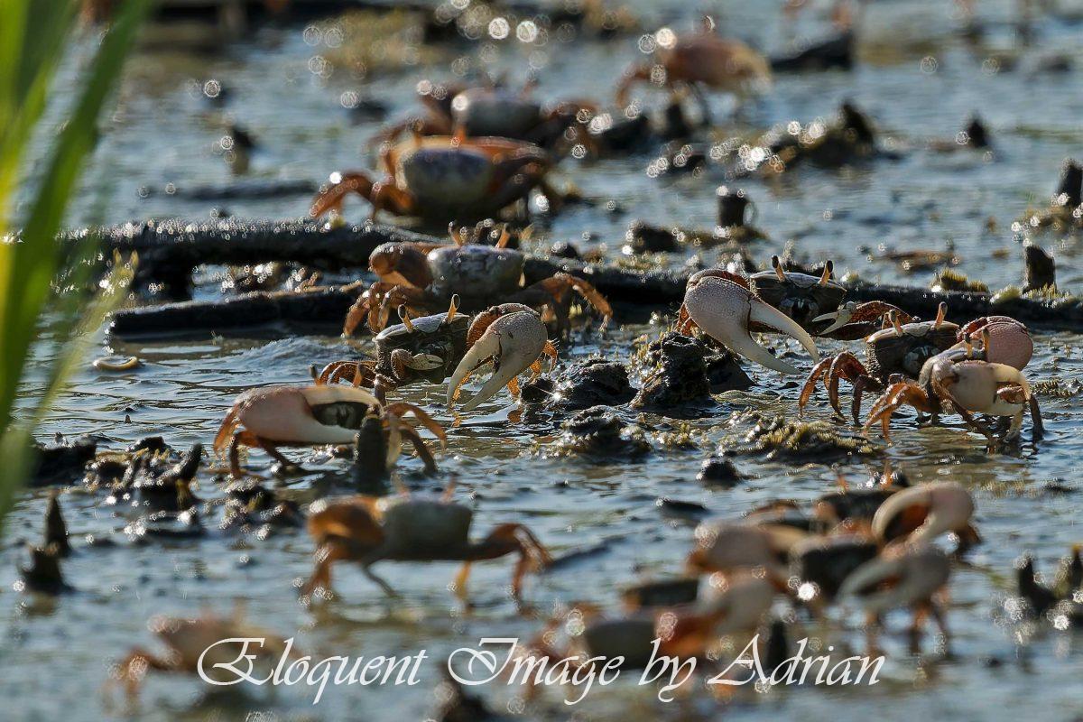 Fiddler Crabs