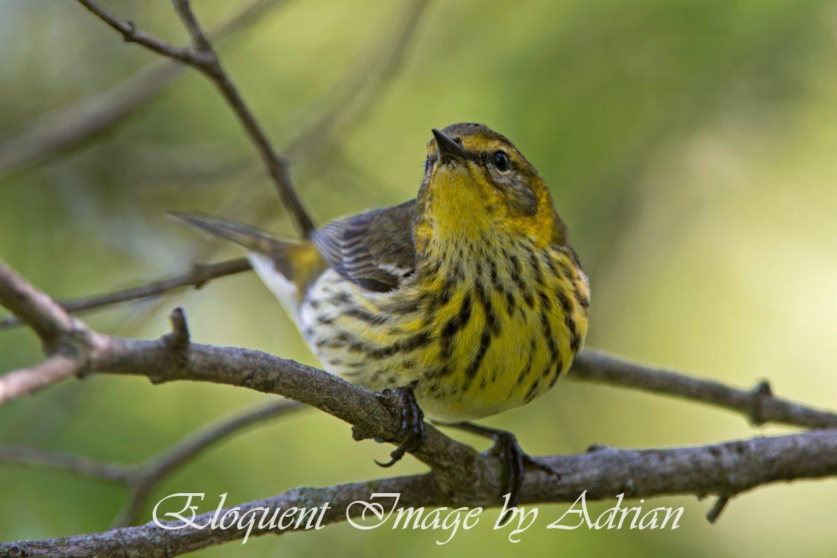 Cape May Warbler