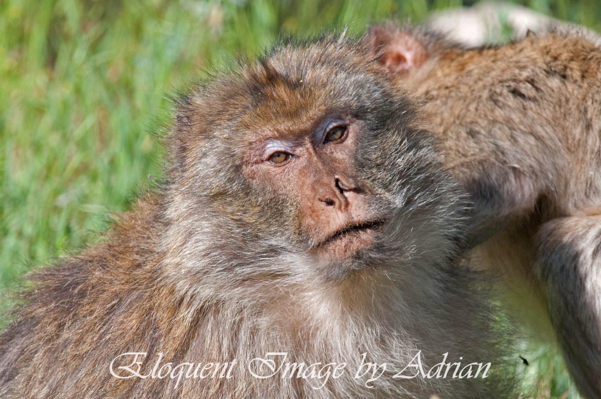 Macaques (Morocco)