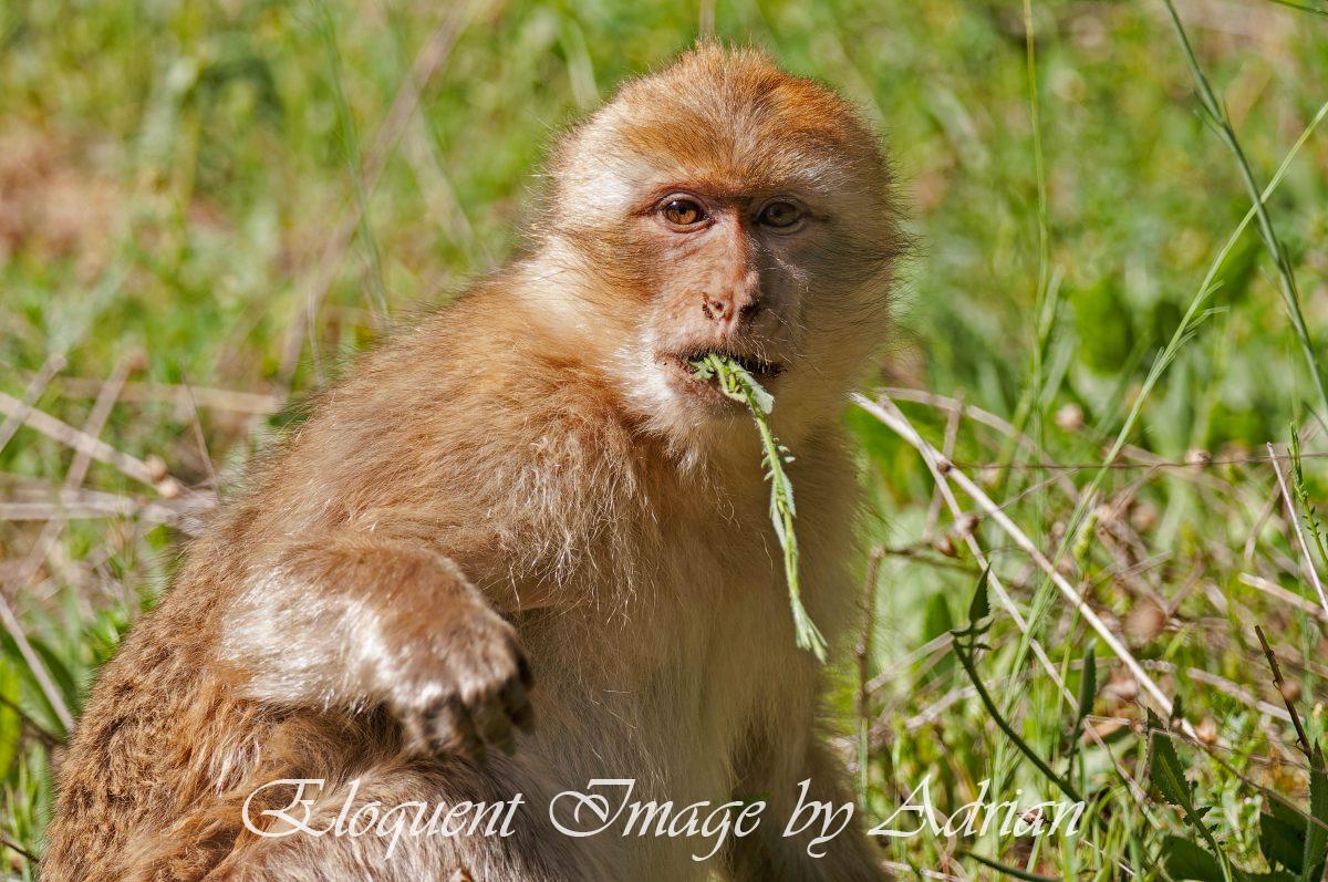 Macaque (Morocco)