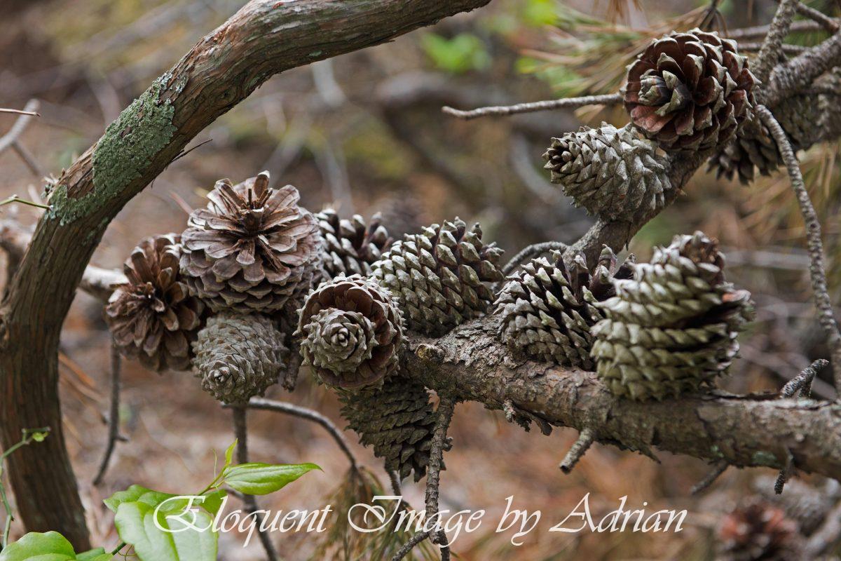 Moore’s Wall Loop Trail – Hanging Rock St Pk