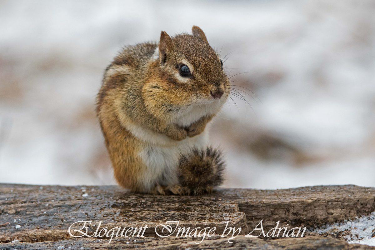 Chipmunk
