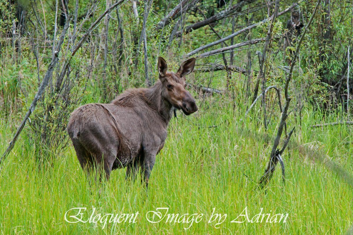 Moose – Chena State Park (AK)