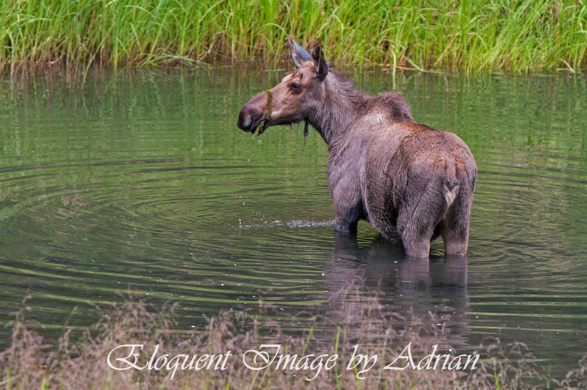 Moose – Chena State Park (AK)