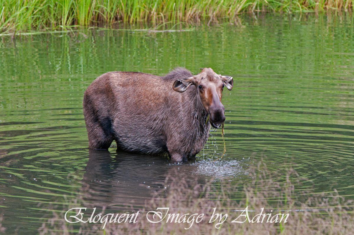 Moose – Chena State Park (AK)