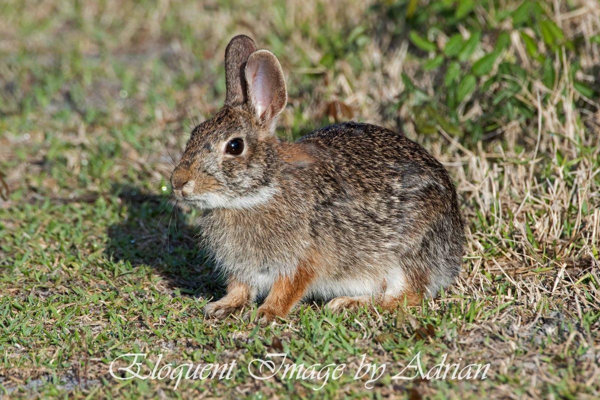 Eastern Cottontail