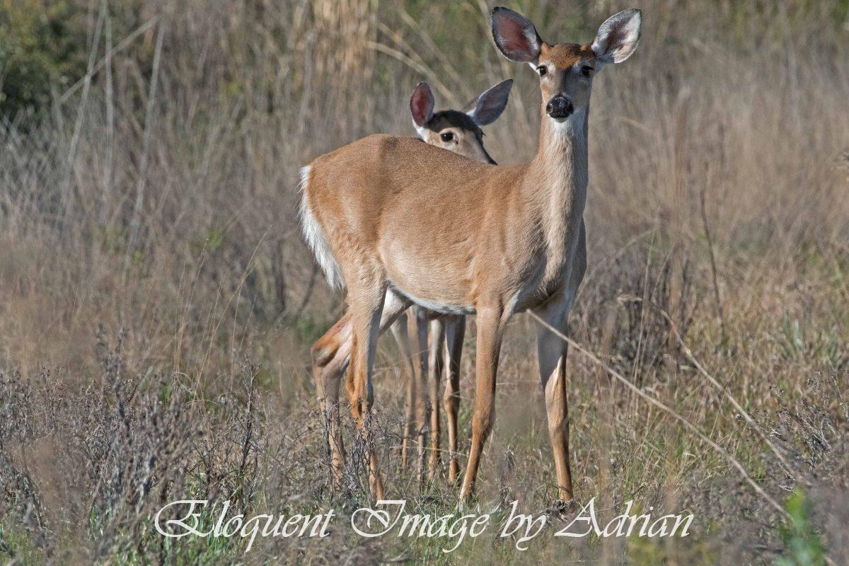White-tailed Deer