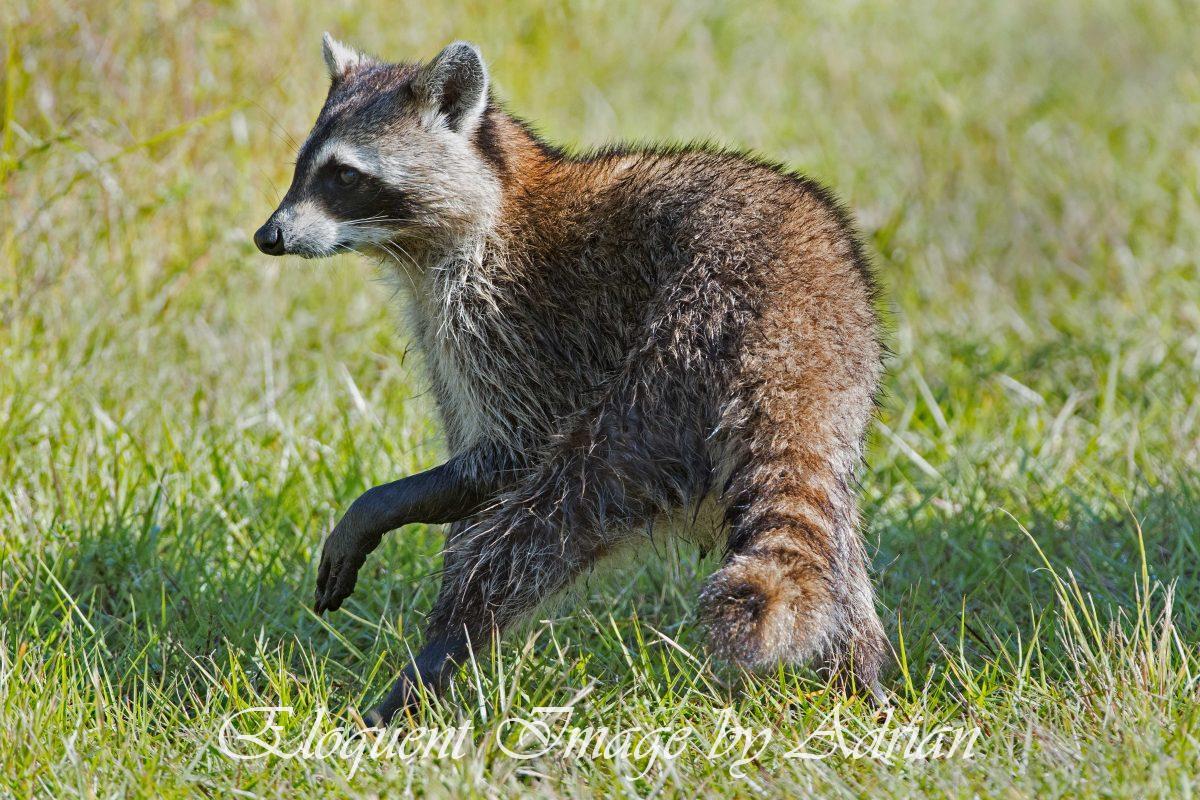 Florida Raccoon