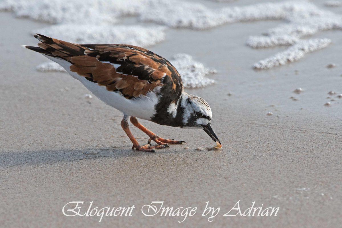 Ruddy Turnstone