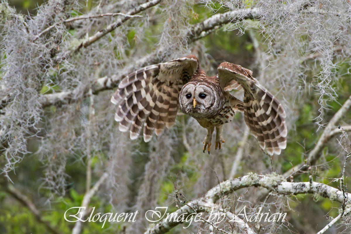 Barred Owl