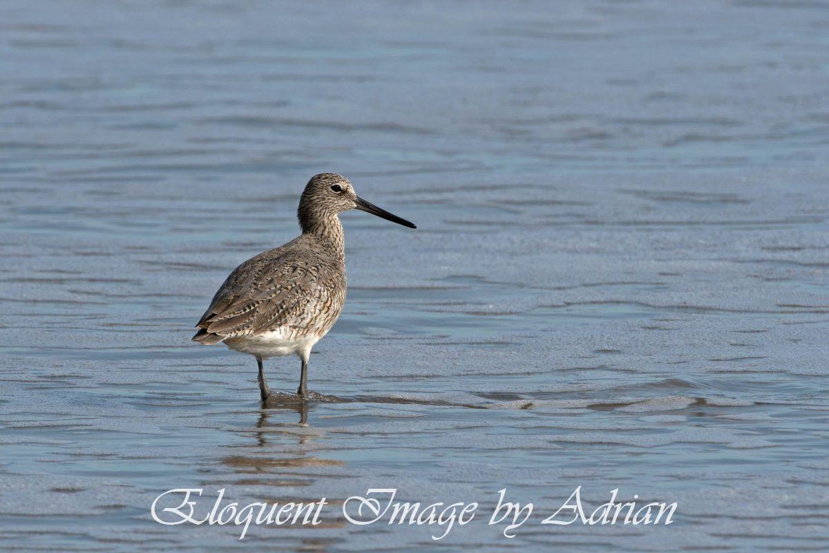 Willet