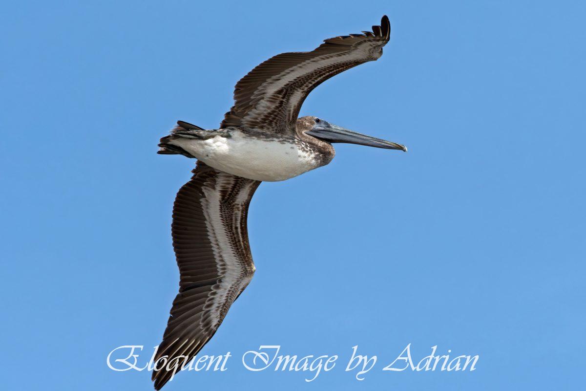 Brown Pelican