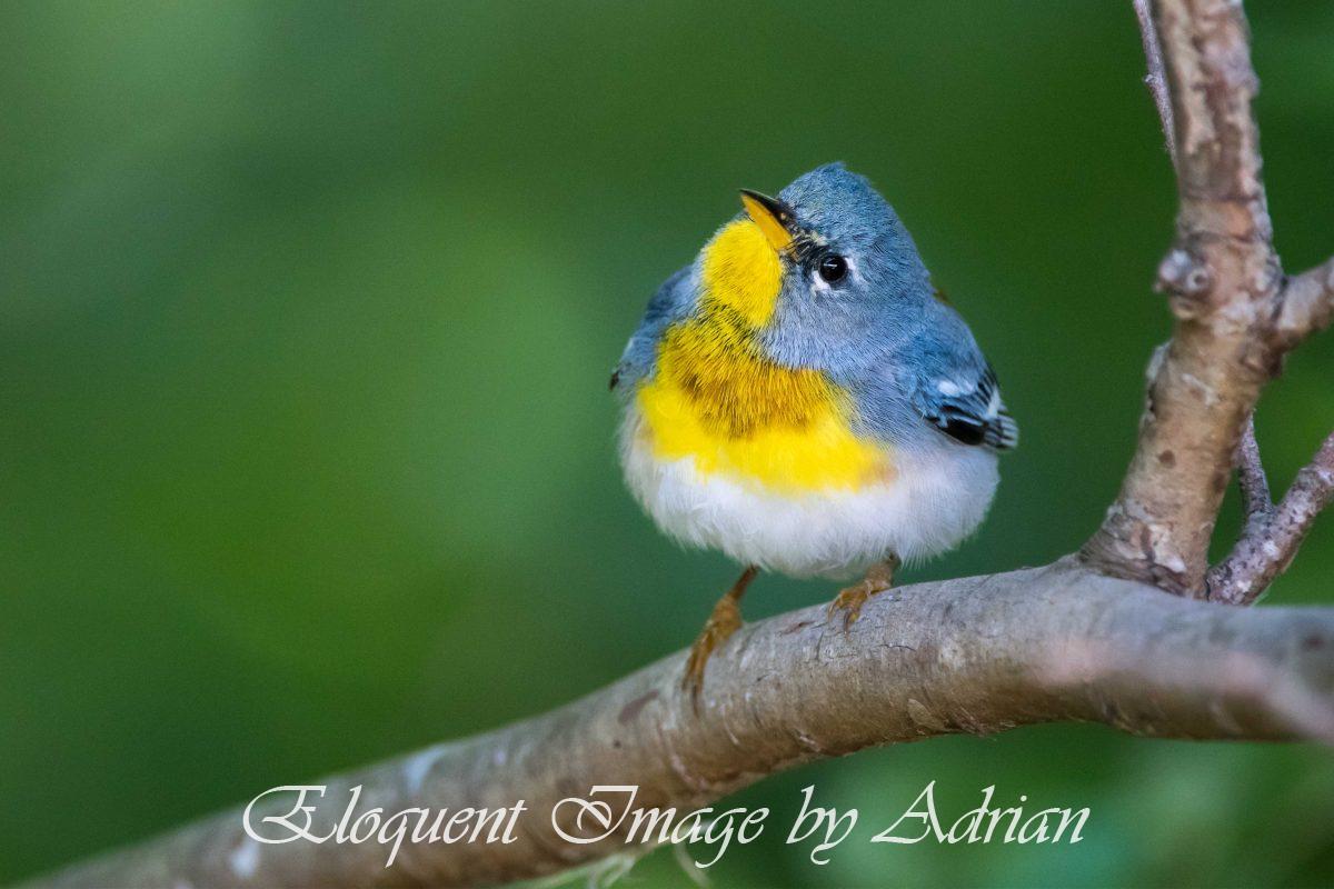 Northern Parula