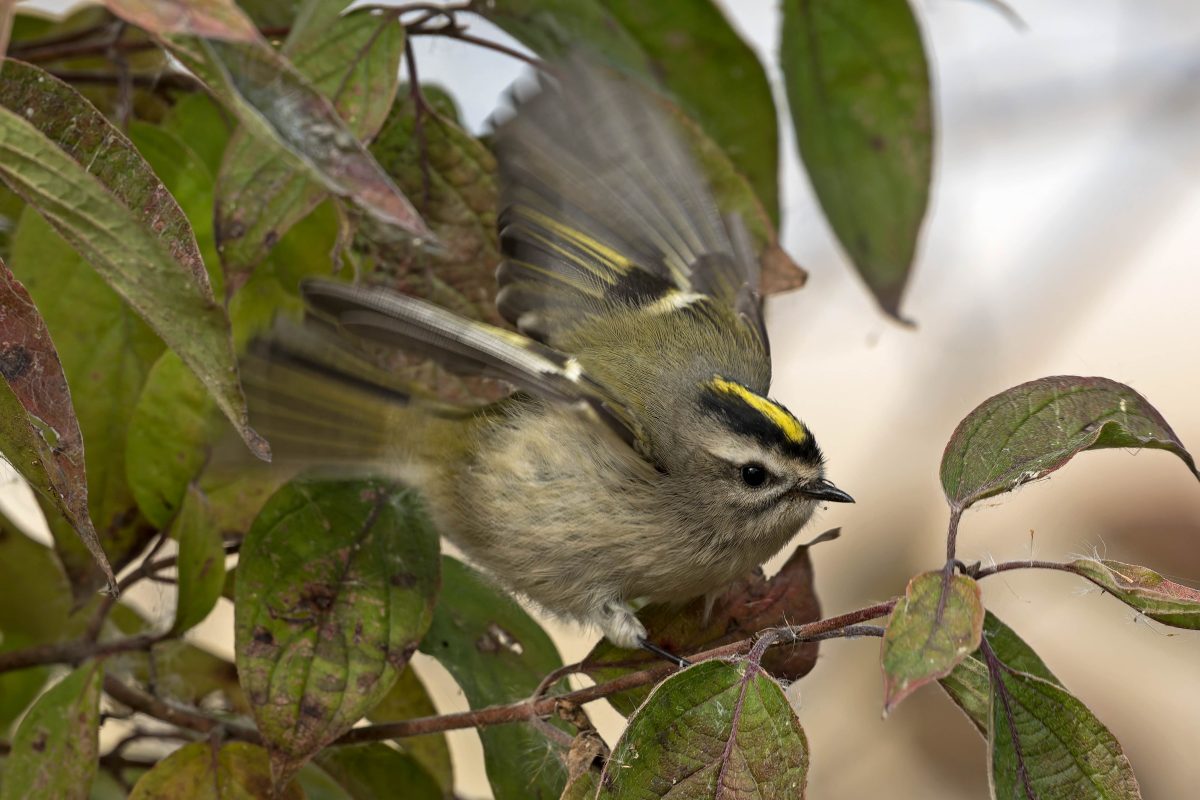 Golden-crowned Kinglet