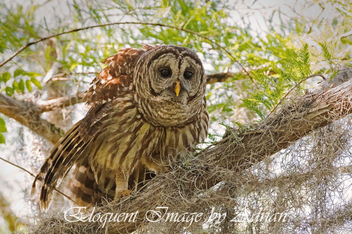 Barred Owl