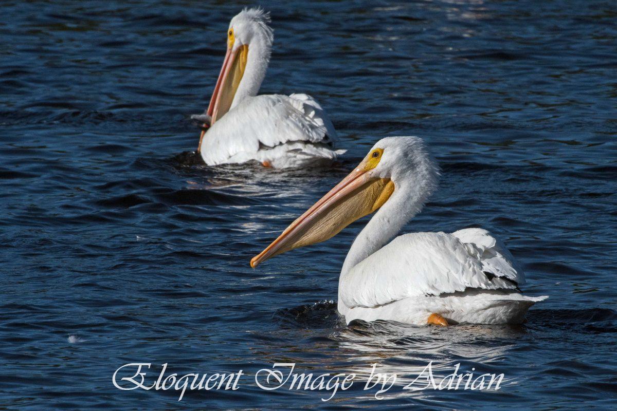 White Pelicans