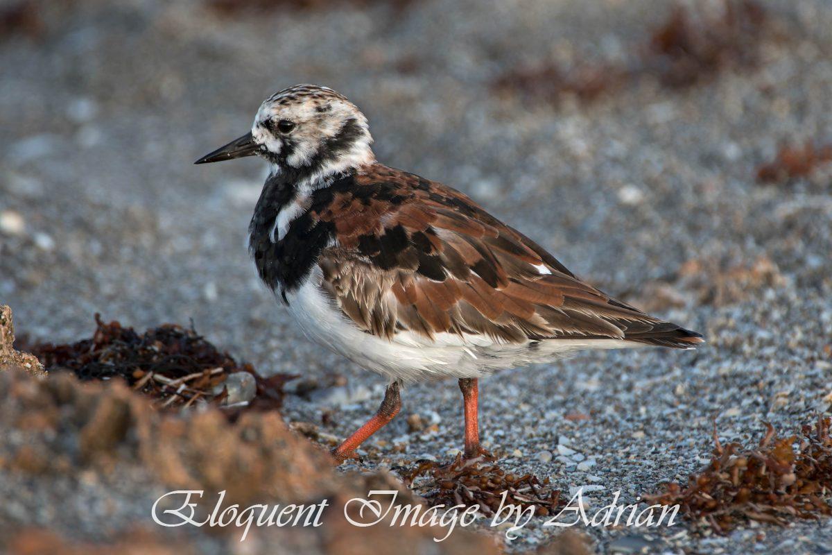 Ruddy Turnstone